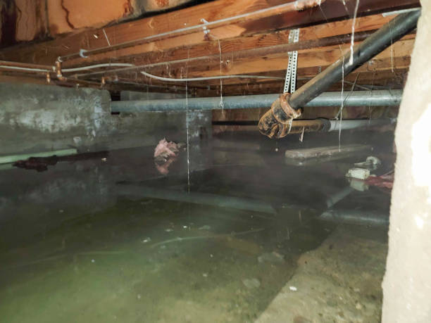 Best Flooded house restoration  in Pheasant Run, OH